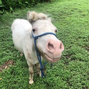 ISO-Horse Tack/Accessories